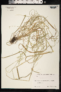 Poa palustris image