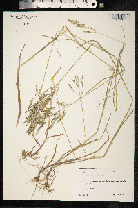 Poa palustris image