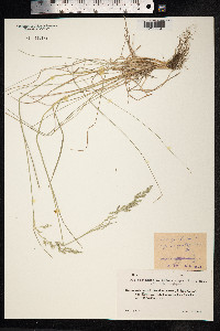 Poa palustris image