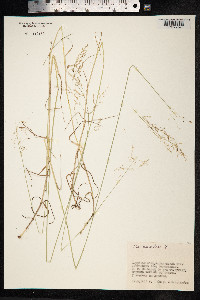 Poa palustris image