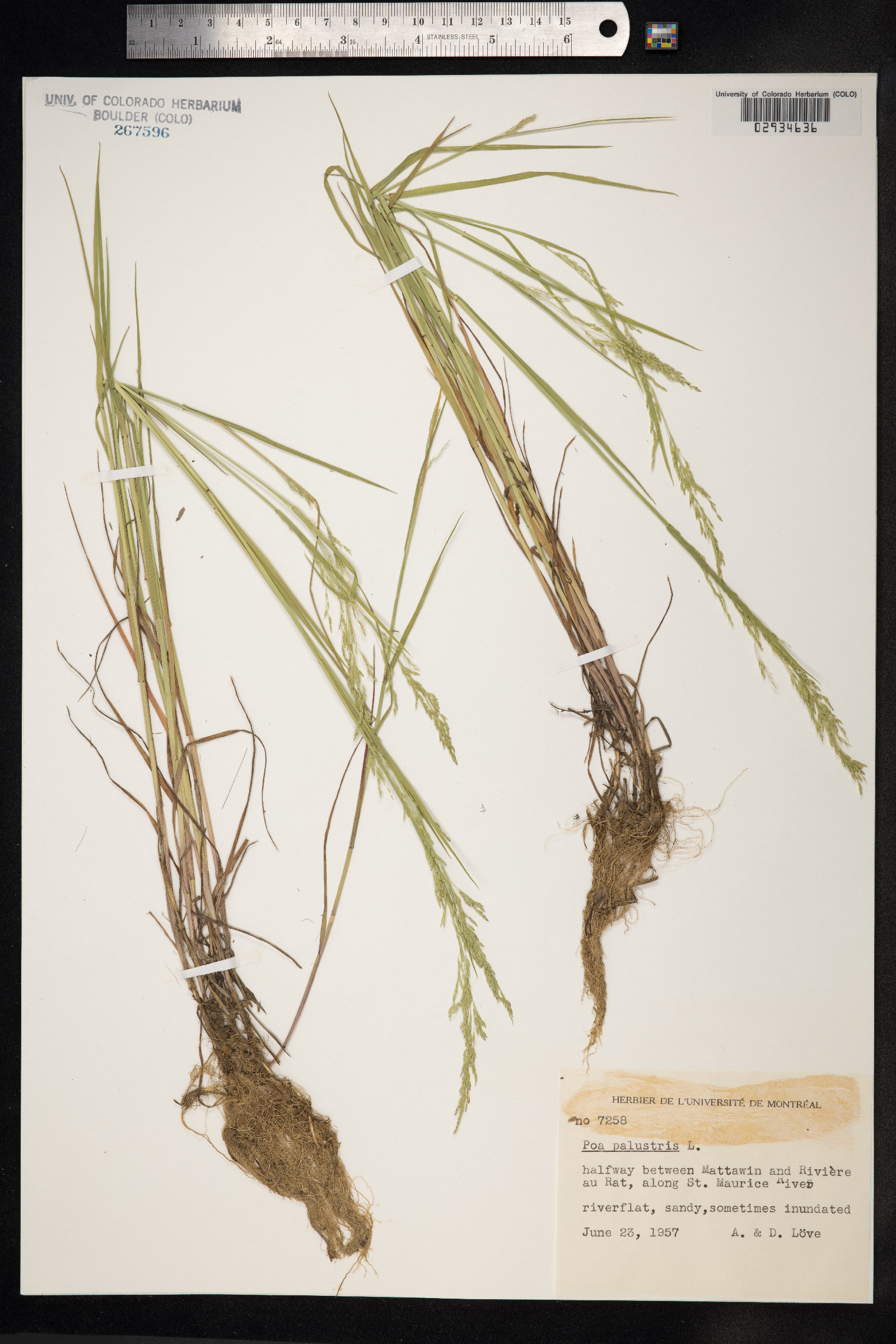 Poa palustris image