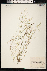 Poa palustris image
