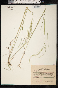 Poa palustris image