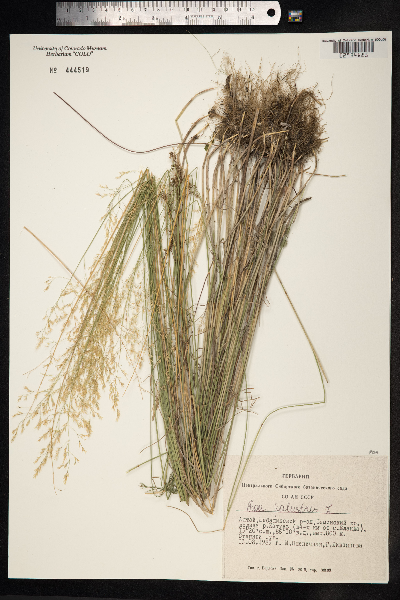 Poa palustris image