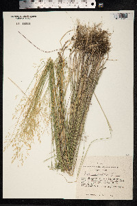 Poa palustris image