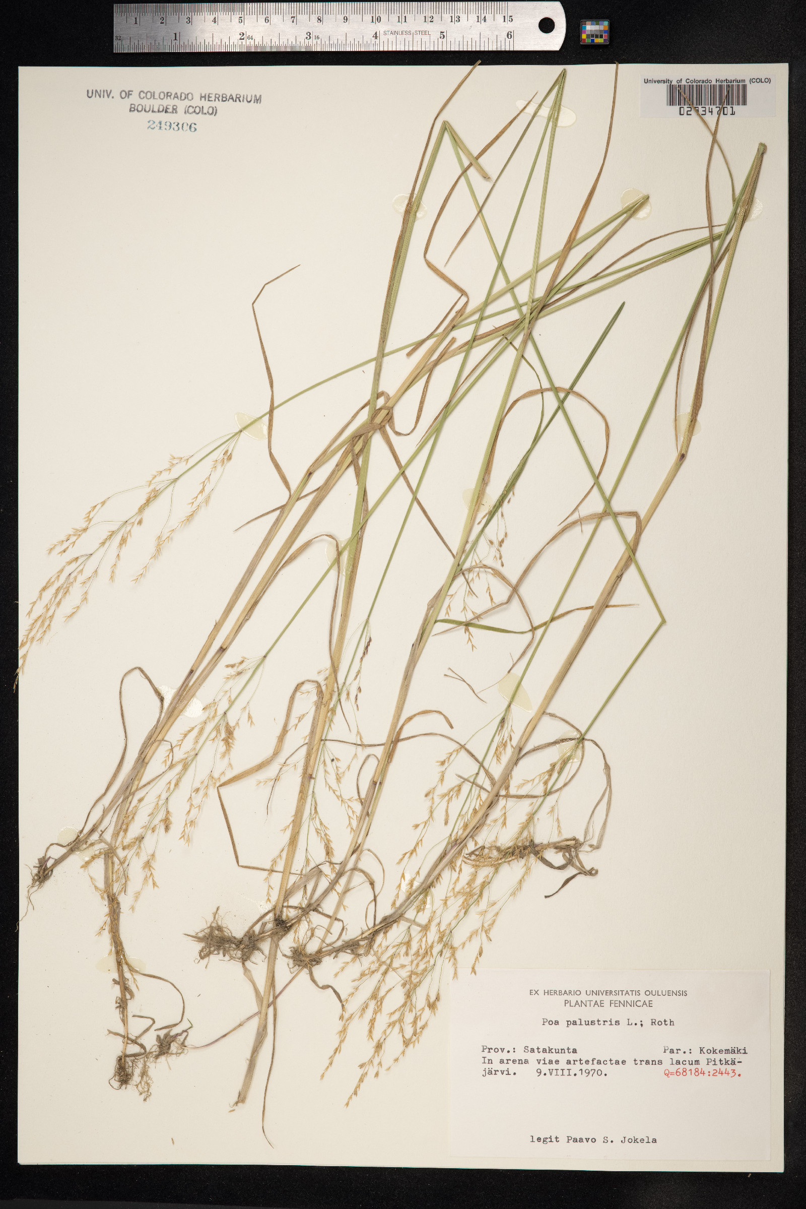 Poa palustris image