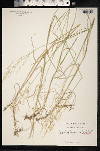 Poa palustris image