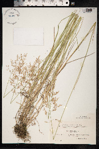 Poa palustris image