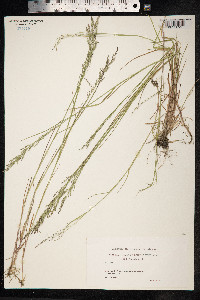 Poa palustris image