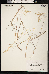 Poa palustris image
