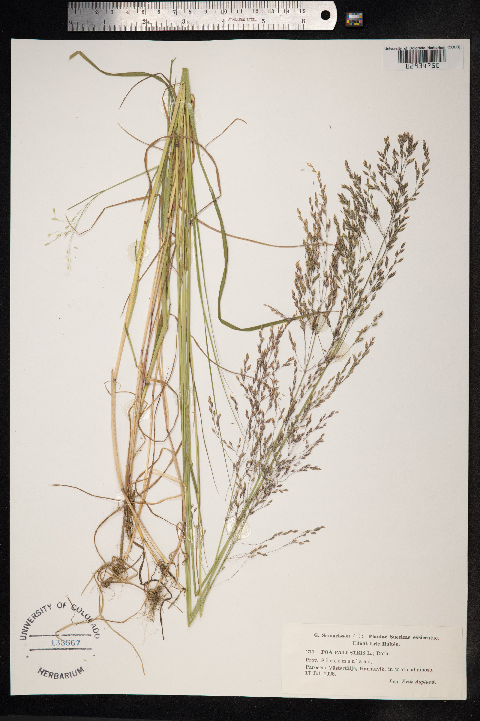 Poa palustris image
