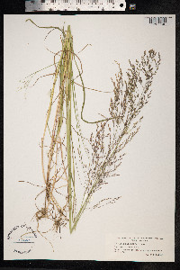 Poa palustris image