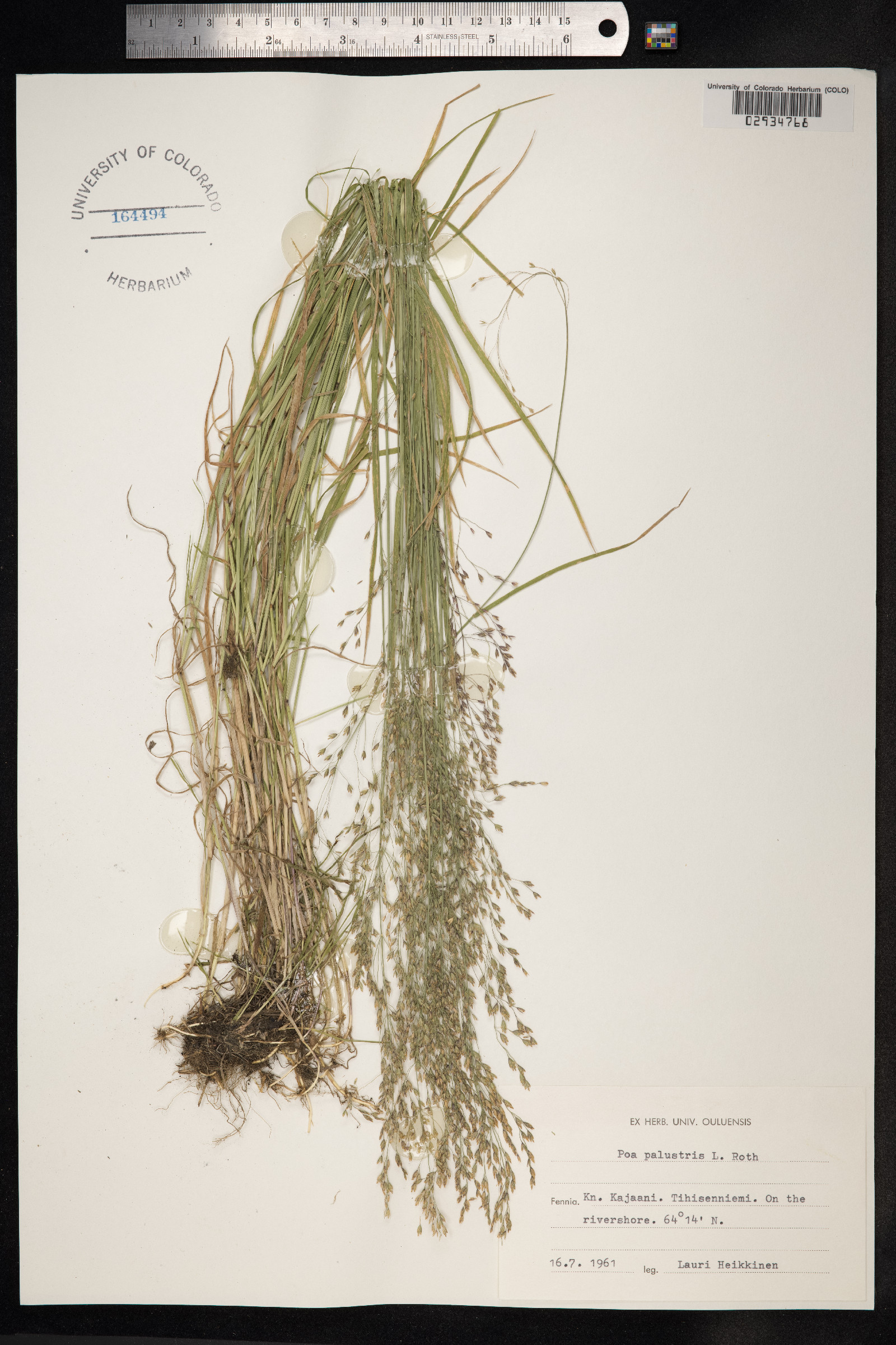 Poa palustris image