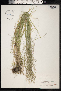 Poa palustris image
