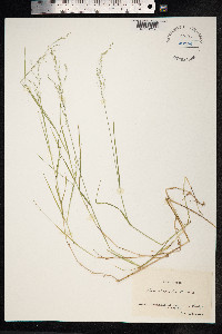 Poa palustris image