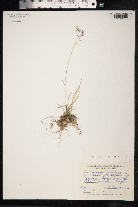 Poa rigens image