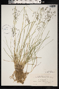 Poa rigens image