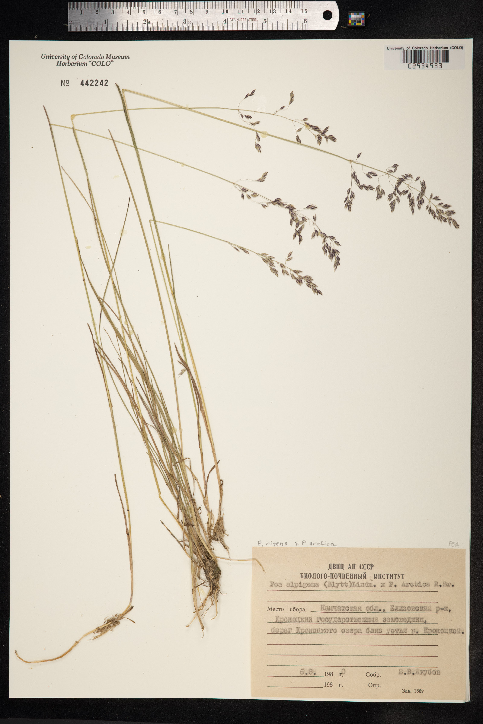 Poa rigens image