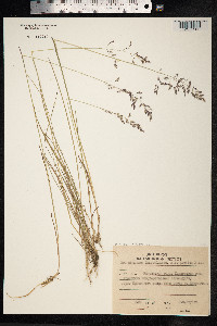 Poa rigens image