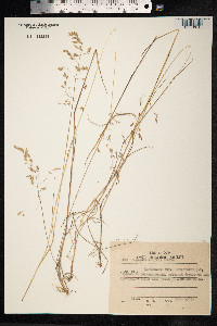 Poa rigens image