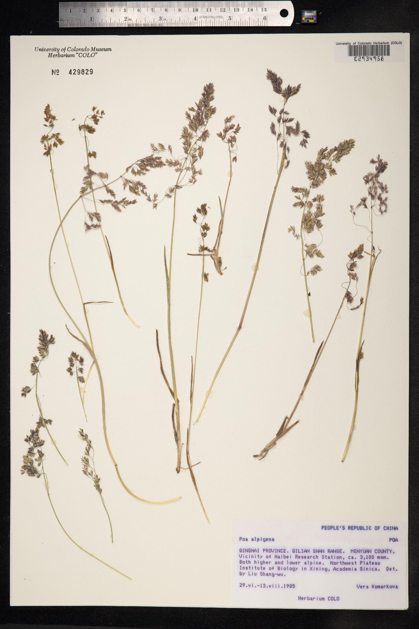 Poa rigens image