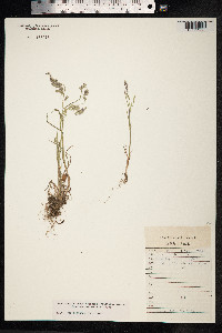 Poa rigens image