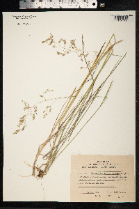 Poa rigens image