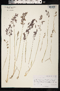 Poa rigens image