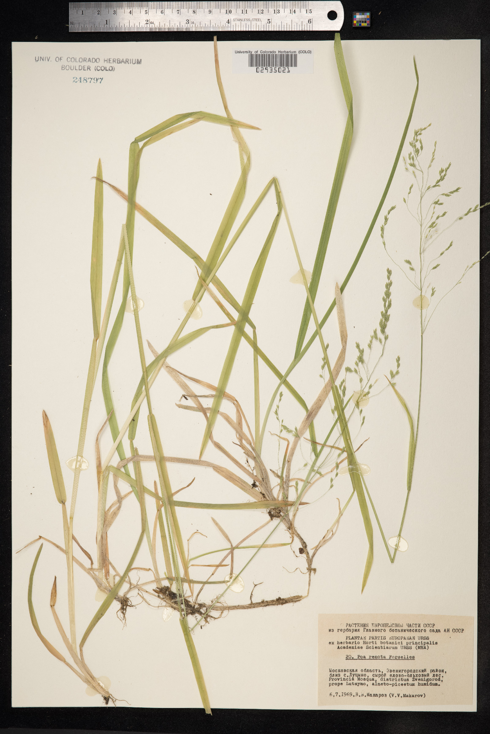 Schedonorus arundinaceus image