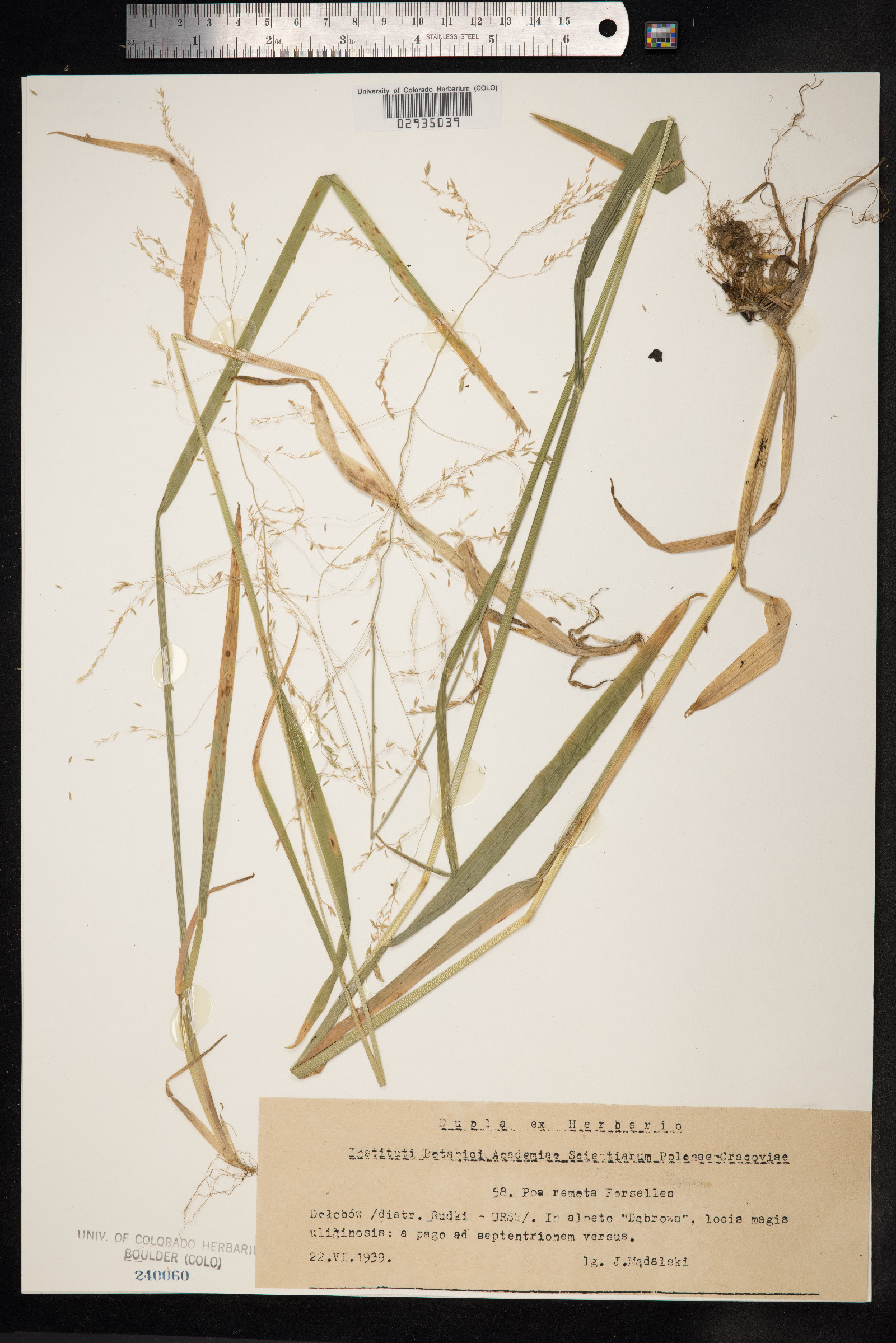 Schedonorus arundinaceus image
