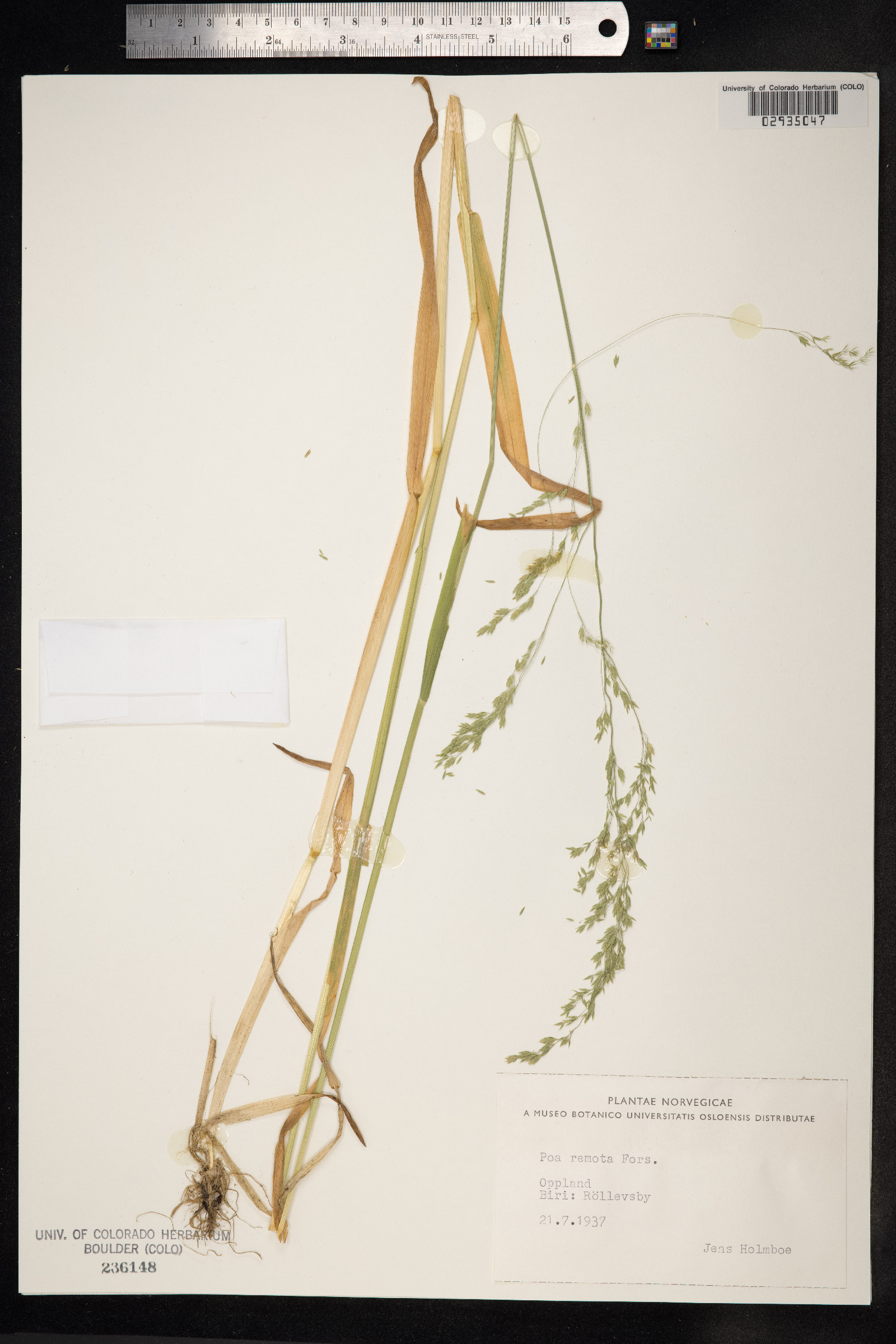 Schedonorus arundinaceus image