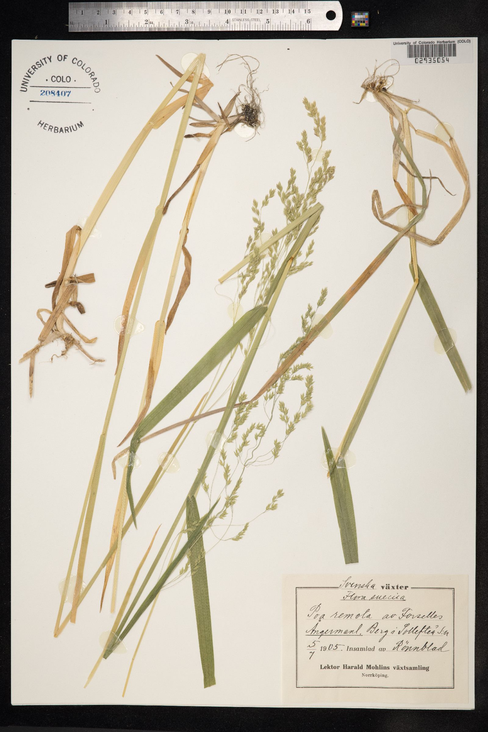 Schedonorus arundinaceus image