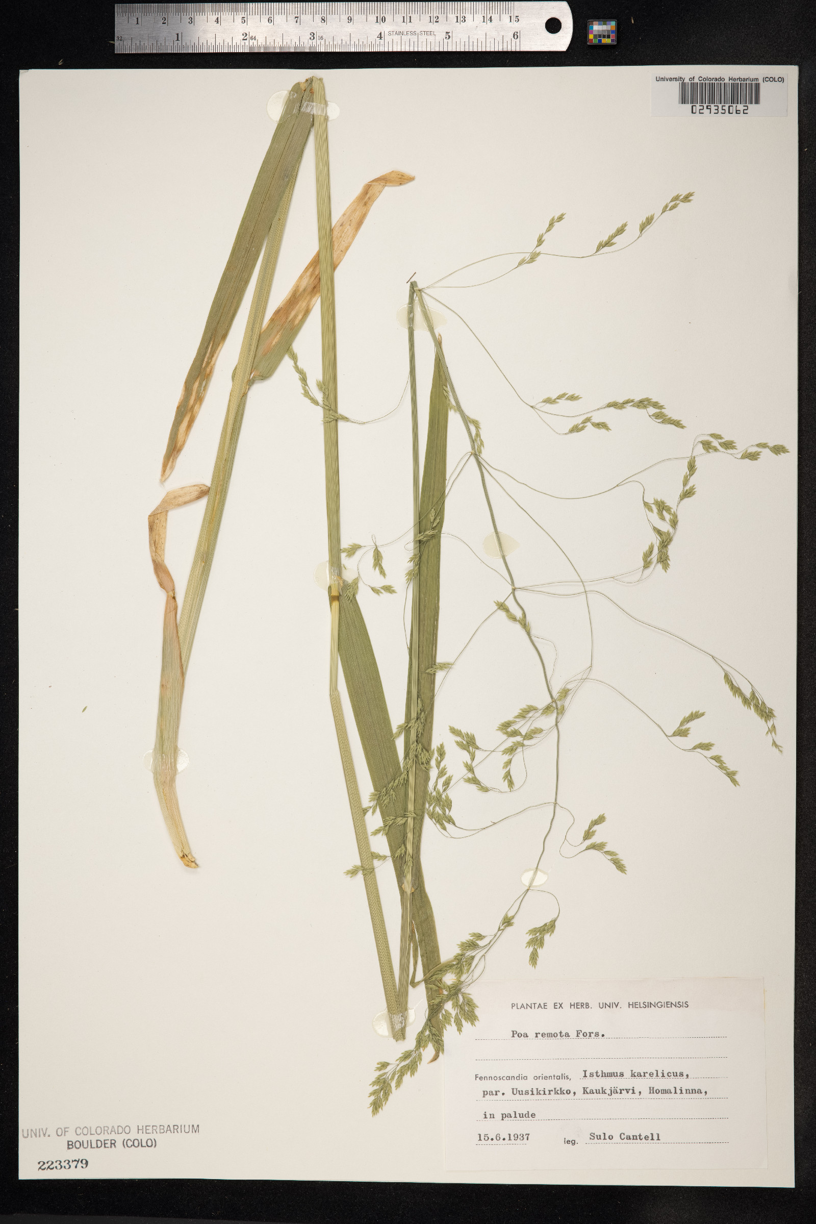 Schedonorus arundinaceus image