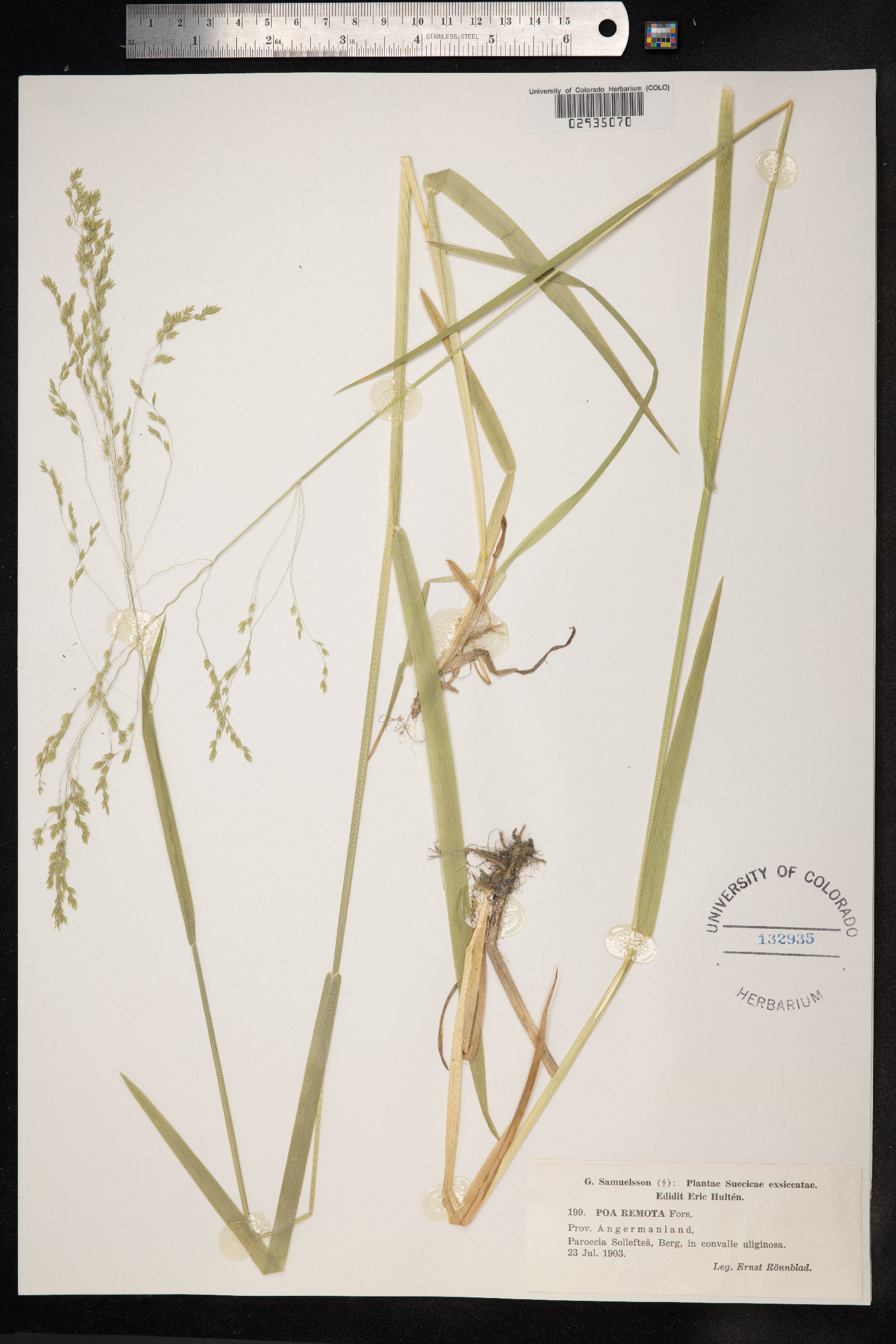 Schedonorus arundinaceus image