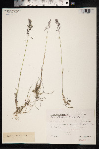 Poa rigens image