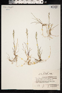 Poa rigens image