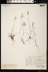Poa rigens image