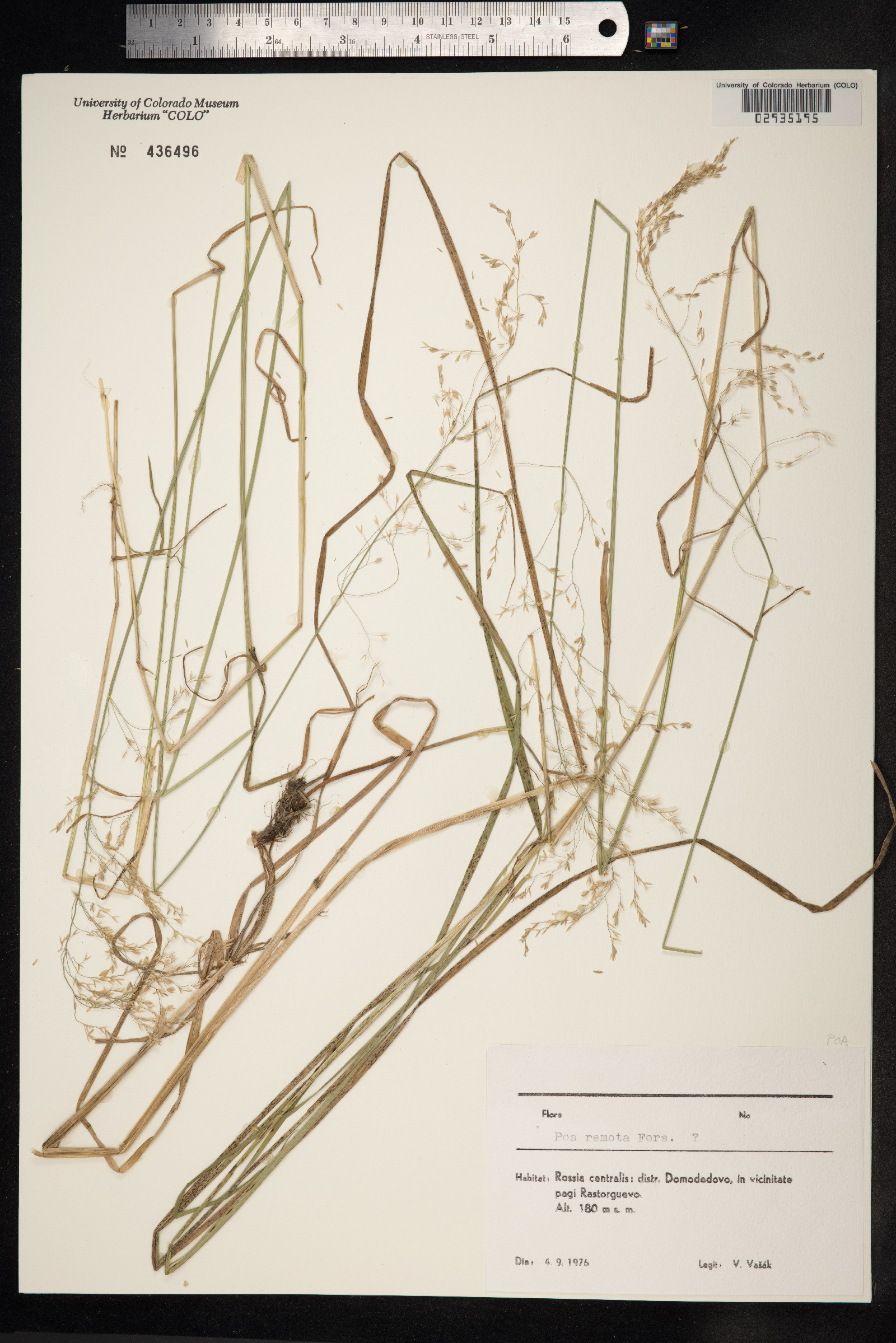 Schedonorus arundinaceus image