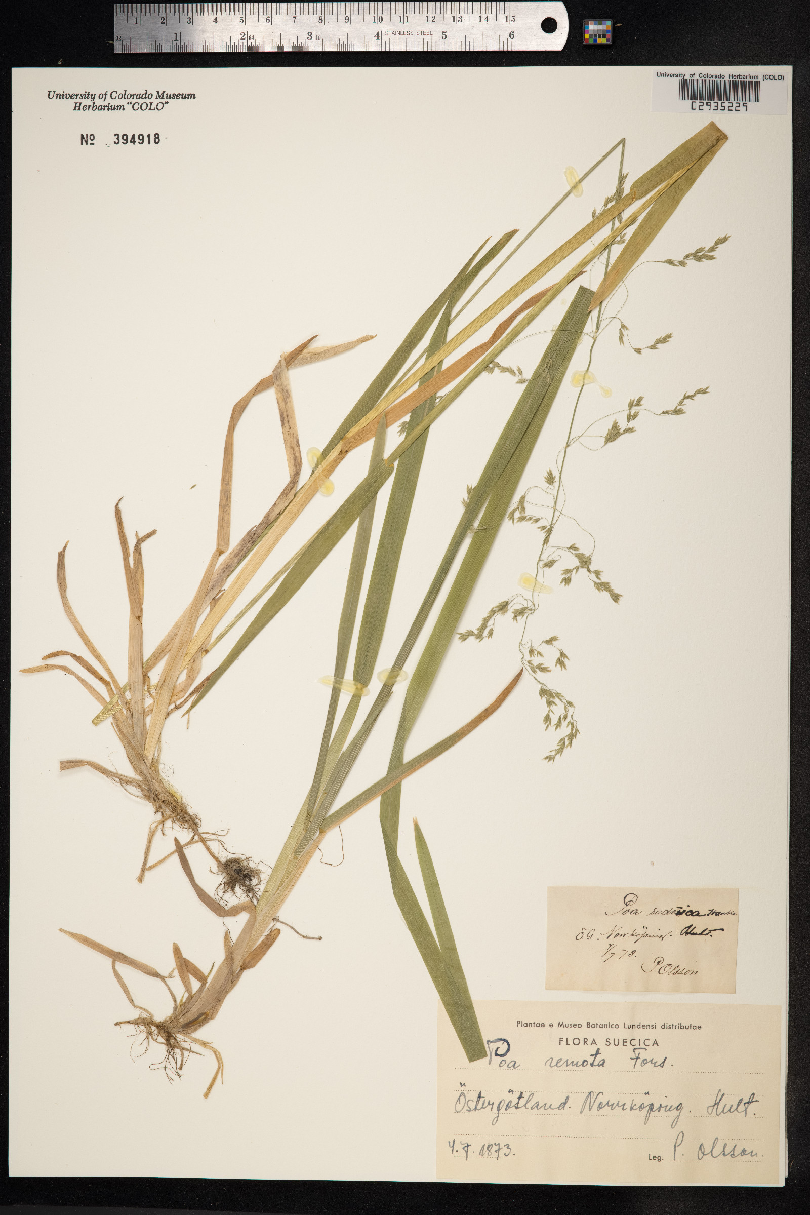 Schedonorus arundinaceus image