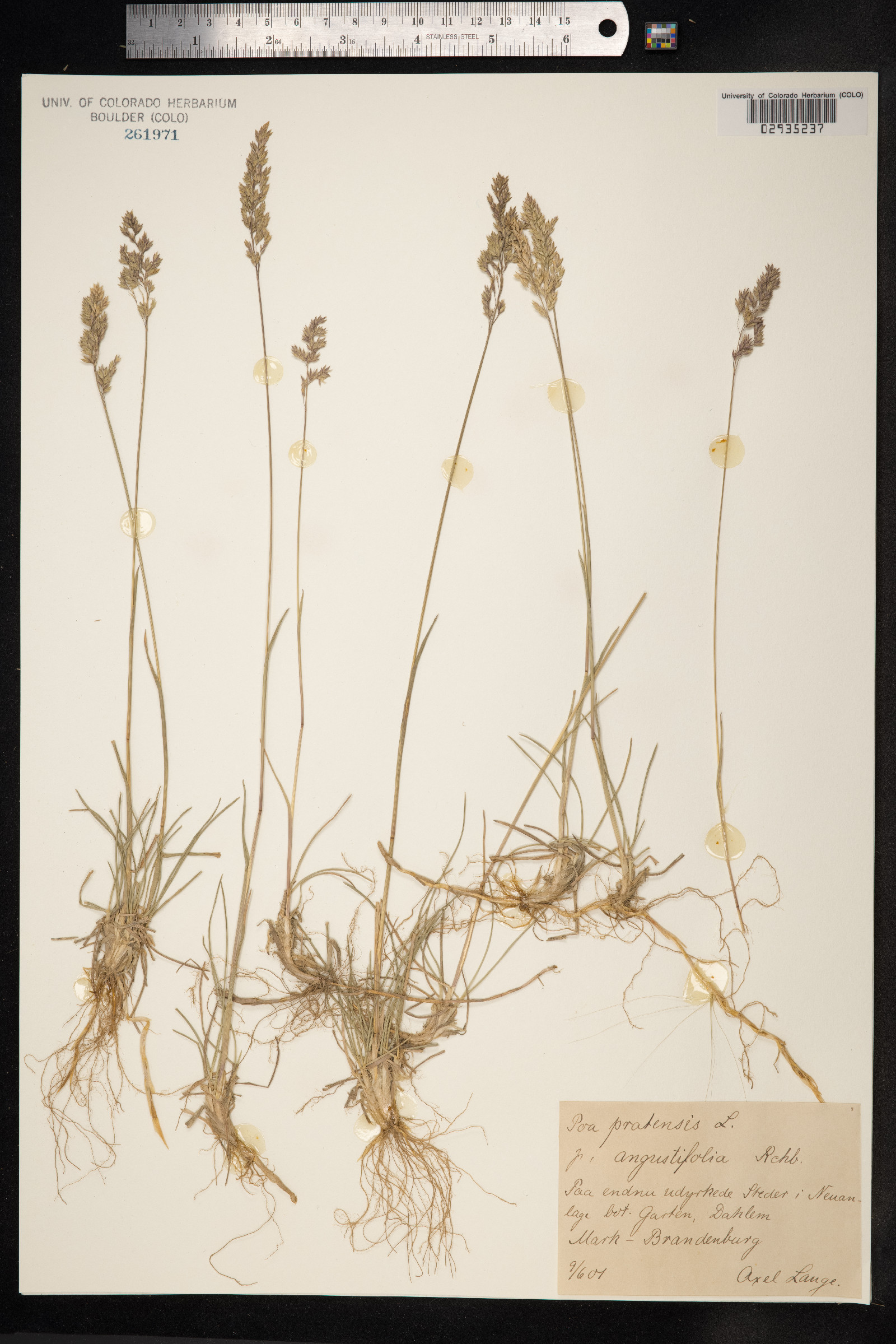 Poa pratensis image
