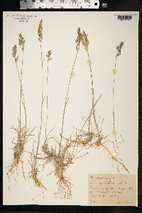 Poa pratensis image
