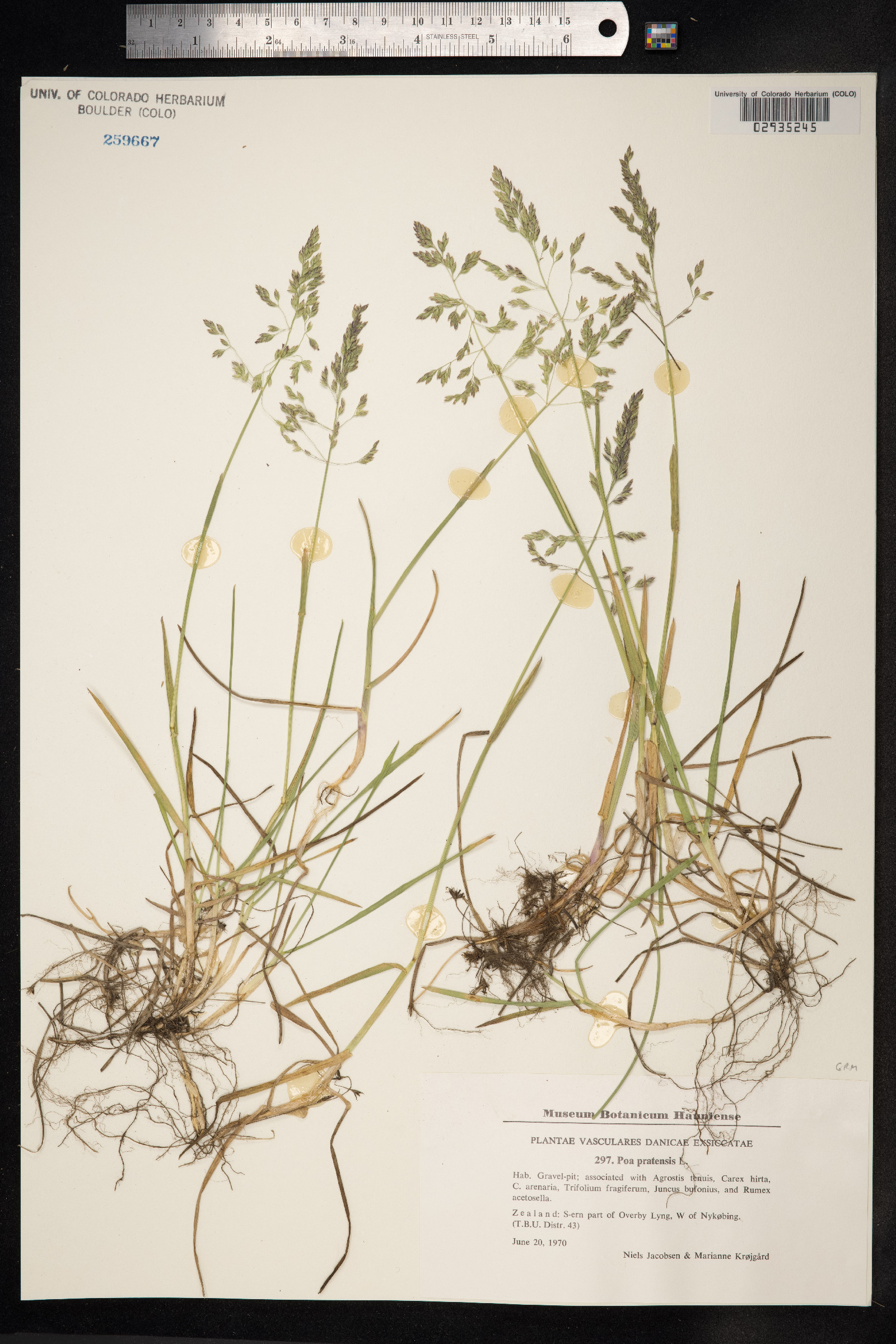 Poa pratensis image