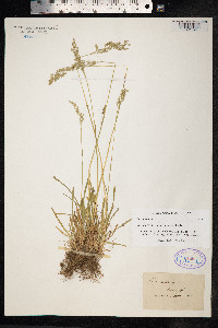 Poa pratensis image