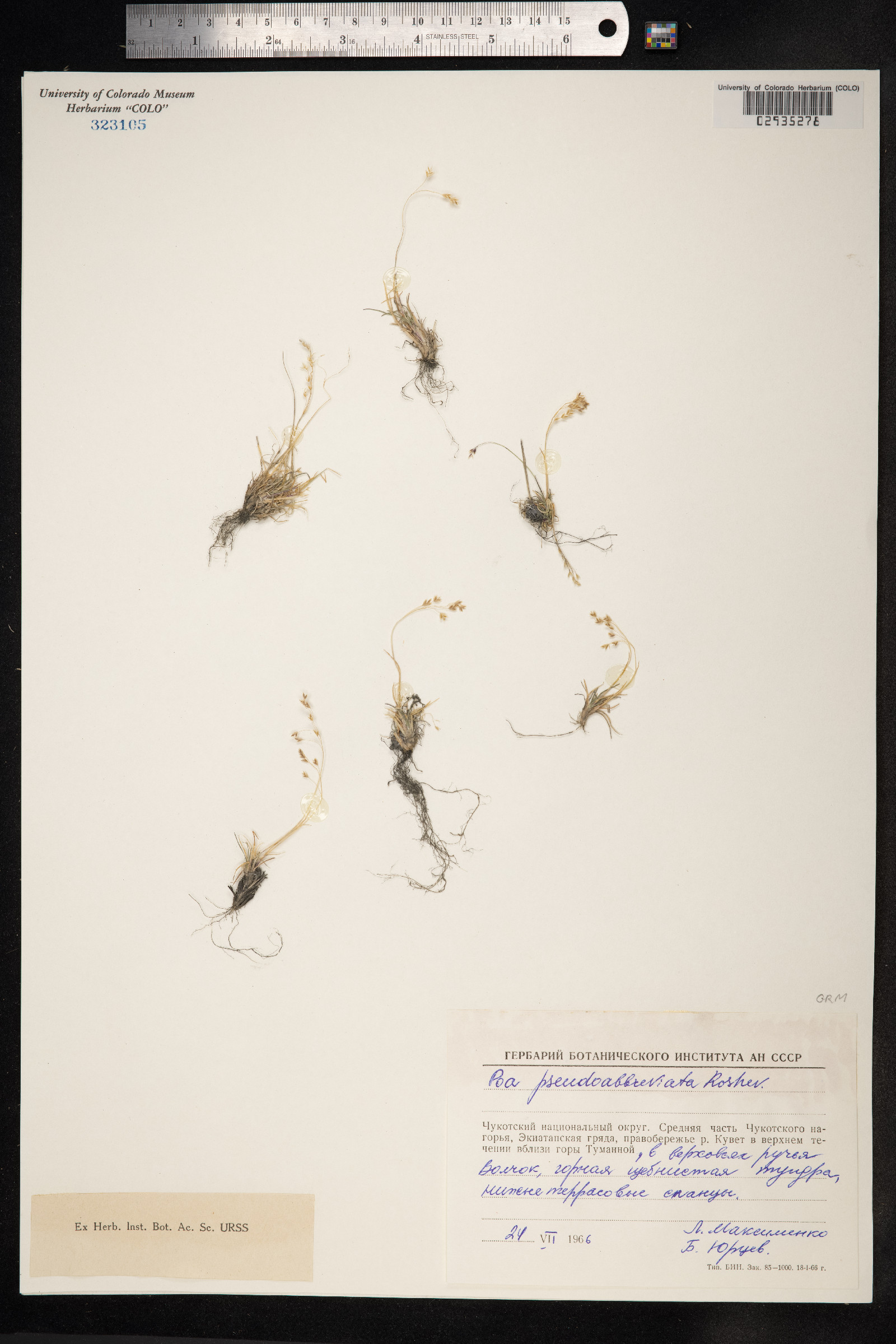 Poa pseudoabbreviata image