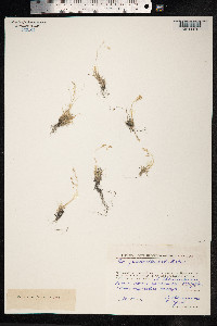 Poa pseudoabbreviata image