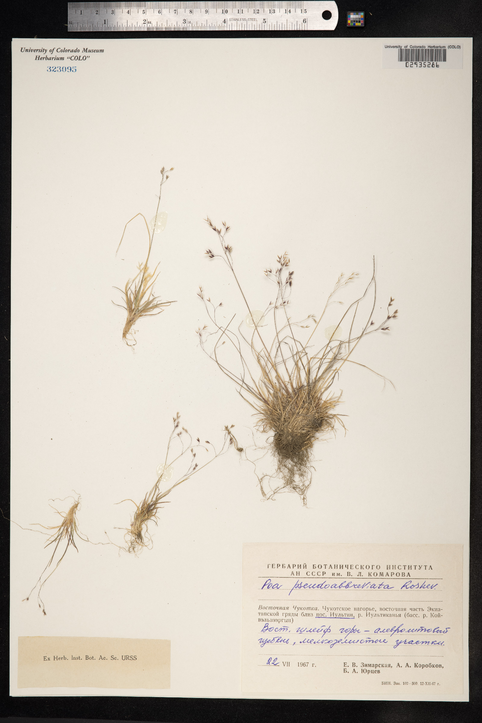 Poa pseudoabbreviata image