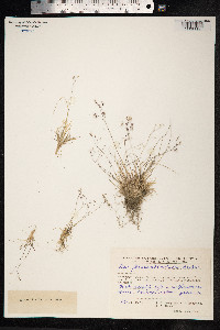 Poa pseudoabbreviata image