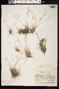 Poa pseudoabbreviata image