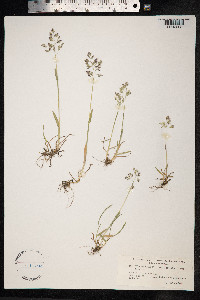 Poa pratensis image