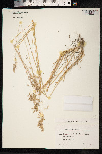 Poa pratensis image